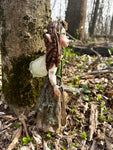 Forest Faery Tale Fay Fantasy Fairy Sculpture